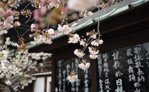 china joy落幕,來(lái)看看海外玩家最青睞什么游戲 深度觀點(diǎn)分享